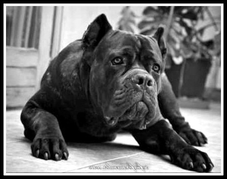 adult cane corso adjusted FLIPPED