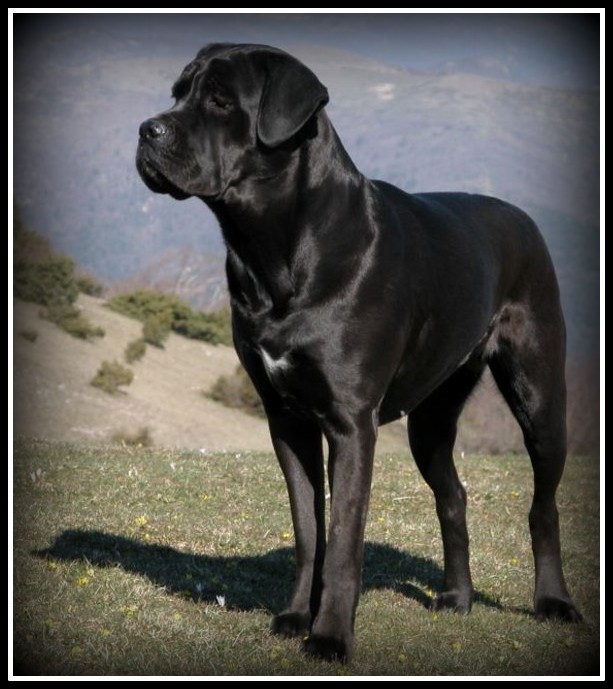 CAPONE LOOKALIKE BORDER