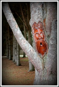 Howling Pines 1 BORDER