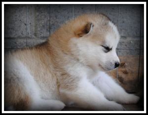 Howling Pines 5 border