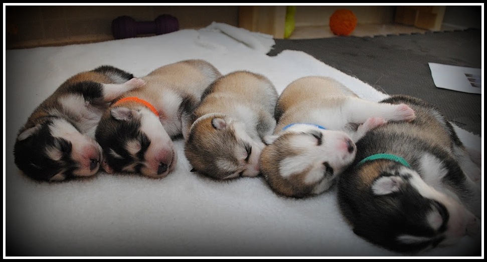 Howling Pines babies border