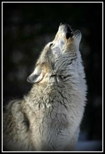 Howling_Wolf from Howling Pines BORDER