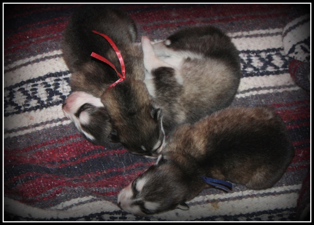 HP Babies 1 with border