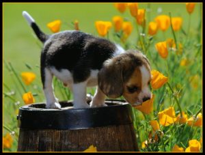 Beagle puppy wallpaper border