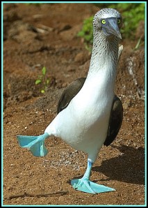 High-stepping dance of the blue-footed booby as he displays his fancy blue feet to a prospective mate.