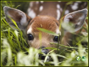 fawn wallpaper border