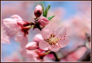 Spring flowers border flipped