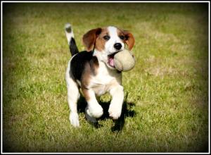 Beagle Pup border