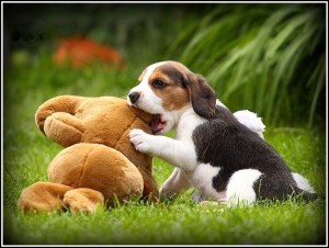 Beagle-Puppies-Wallpaper- border