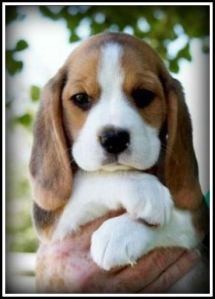 Beagle Puppy Border