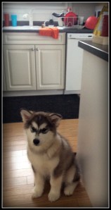 Lyko 5 months approx.