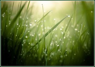 Morning_Grass_for_GLORY_DAY_ 80percent