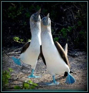 Blue-footed boobies strutting their stuff