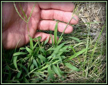 crabgrass-with-border