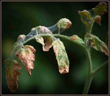 dying-tomato-plants-border