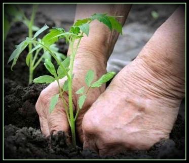 tomato-plants-with-border-r