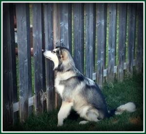 lyko-at-his-post-for-post