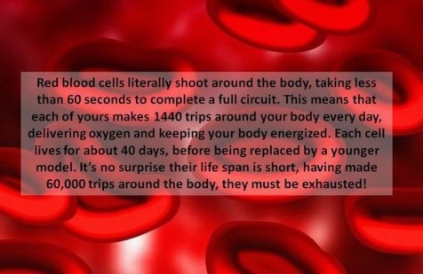 8-red-blood-cells