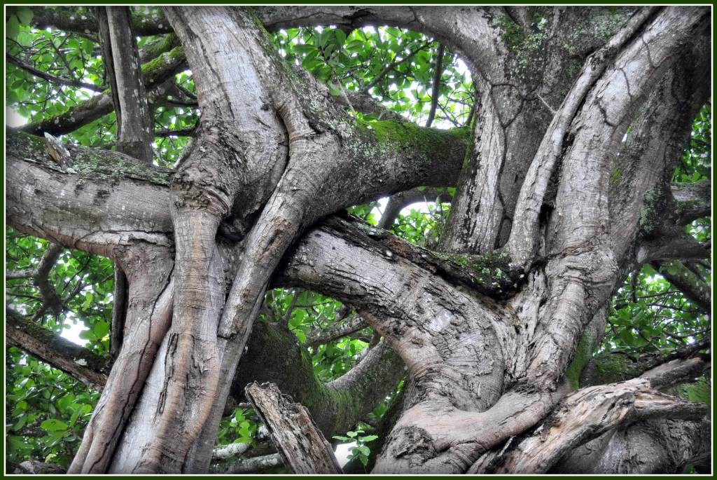 Intertwined branches of a large tree