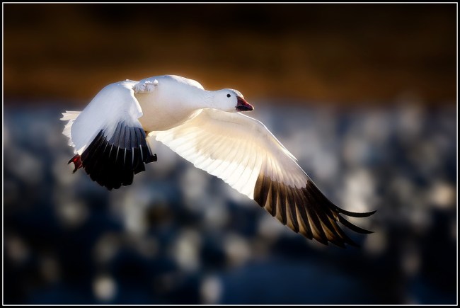 snow-goose-snow-goose-conservation-hunts-arkansas-county-post-flipped